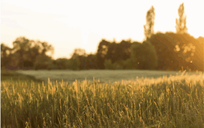 Why Argyle Feels Like the Country… Without Sacrificing Convenience